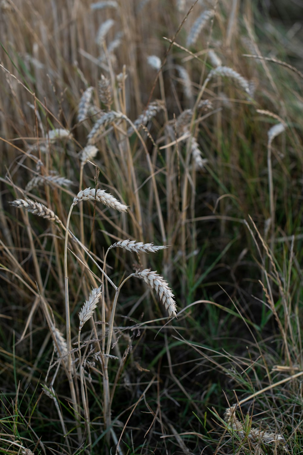 brown wheat plant during daytime