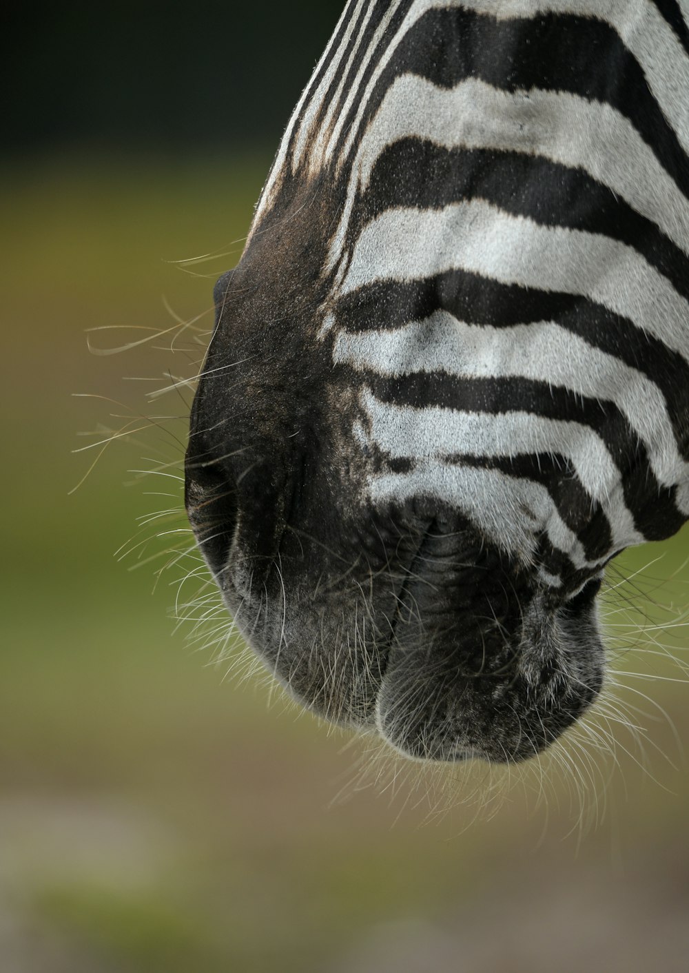 zebra in close up photography