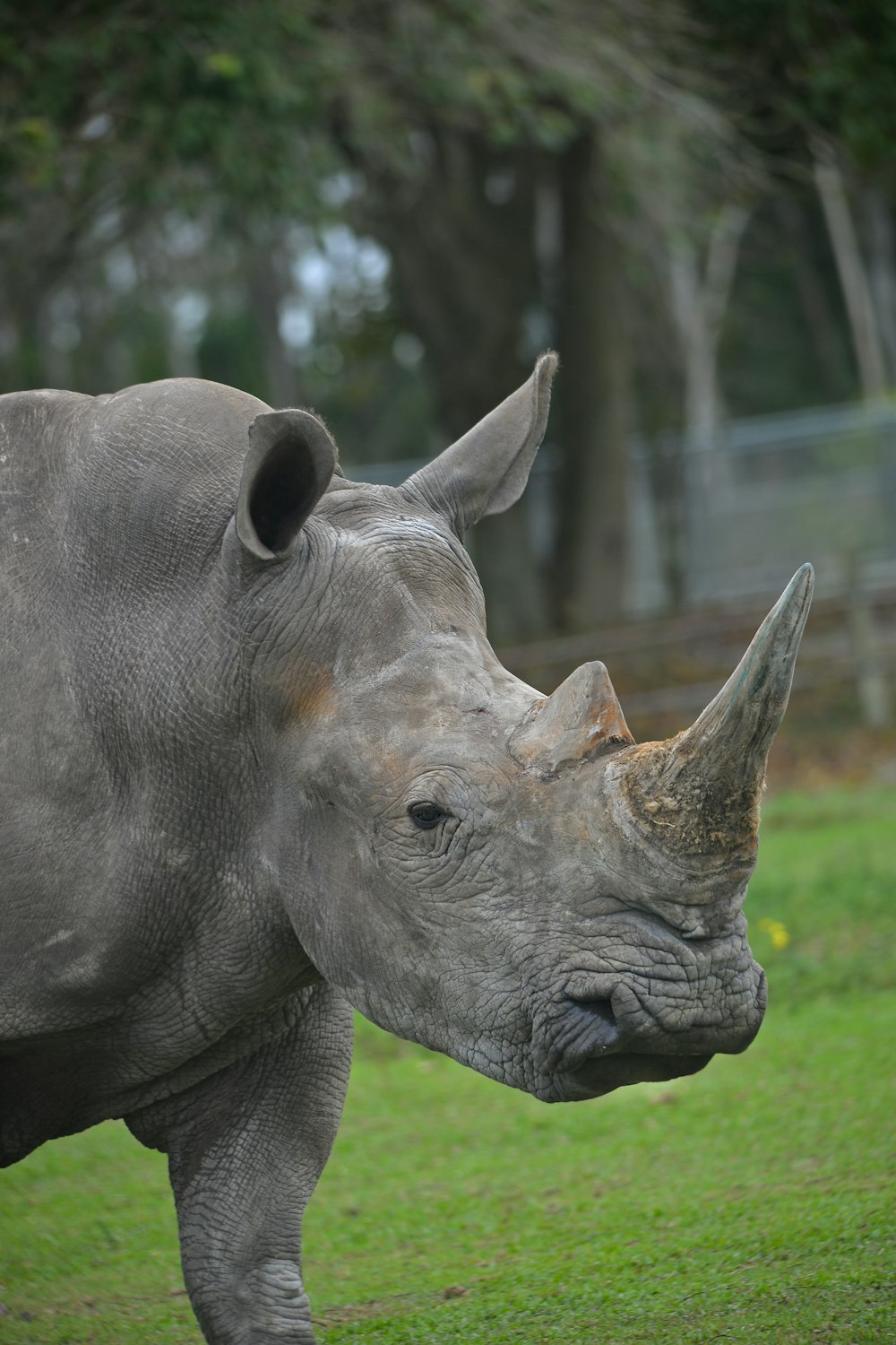grey rhinoceros on green grass field during daytime