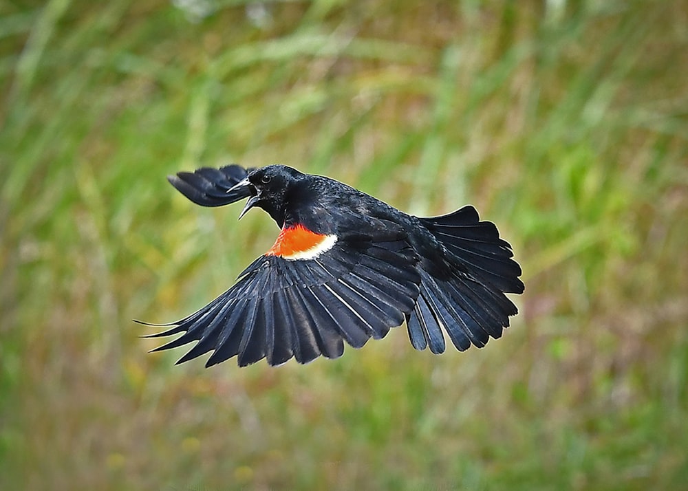 black and white bird flying during daytime