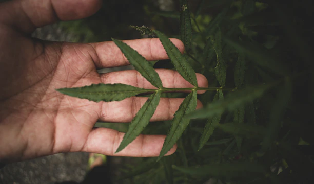 green leaves on persons hand