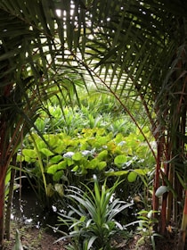 Lush green tropical foliage surrounds a densely packed cluster of broad-leaved plants. Sunlight filters through palm fronds, casting dappled shadows on the vibrant leaves below. A small patch of water reflects the greenery, adding to the sense of a tranquil jungle environment.