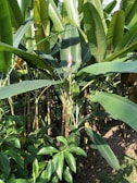 Sunrise over a lush green banana plantation in Malambo, highlighting the morning light on the leaves.