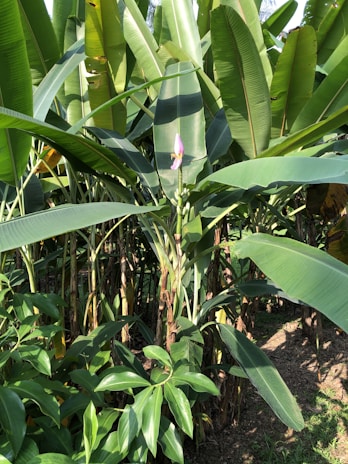 Rows of vibrant banana plants under the bright Ecuadorian sun with yellow and green hues.