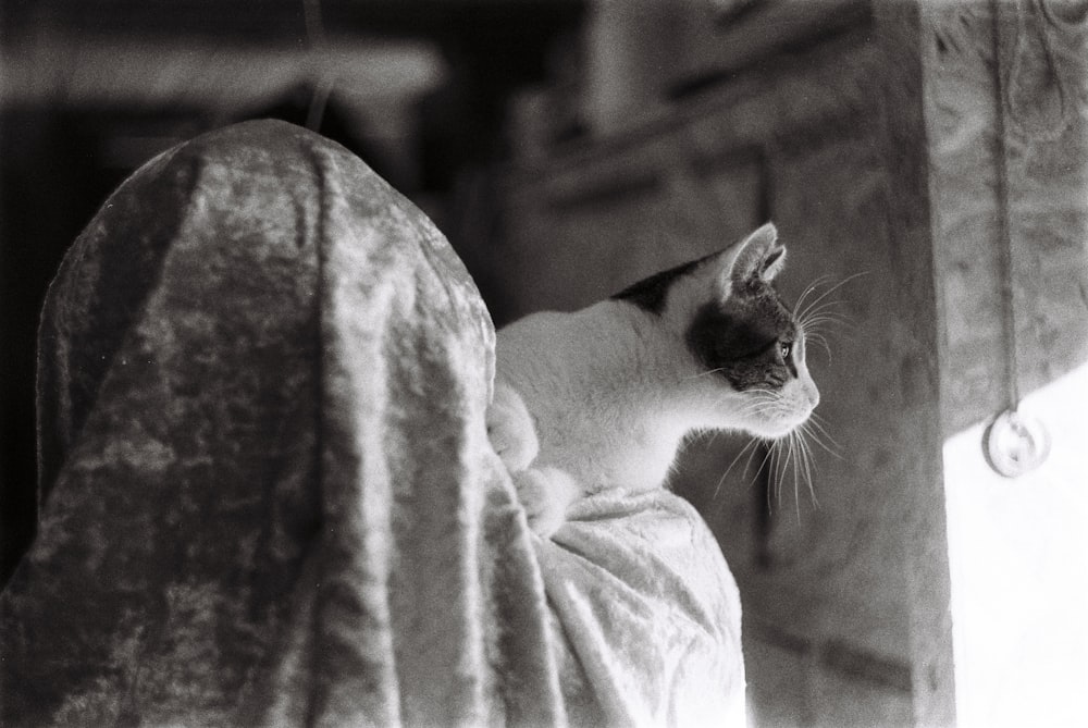 a black and white photo of a cat sitting on a blanket
