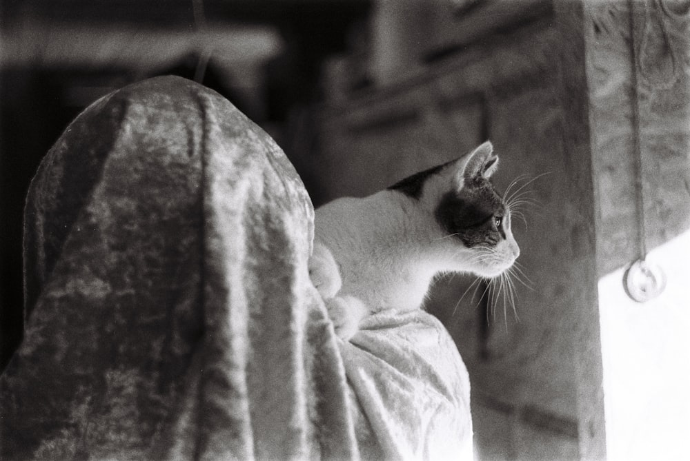 Una foto in bianco e nero di un gatto seduto su una coperta