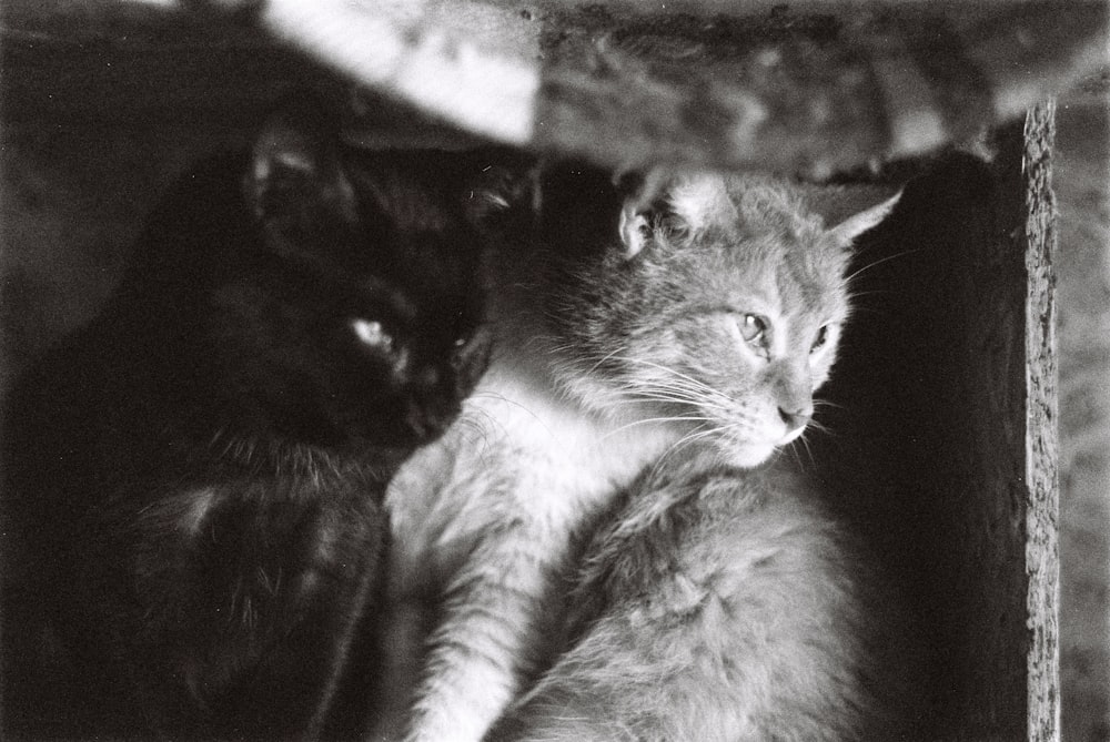 grayscale photo of two cats