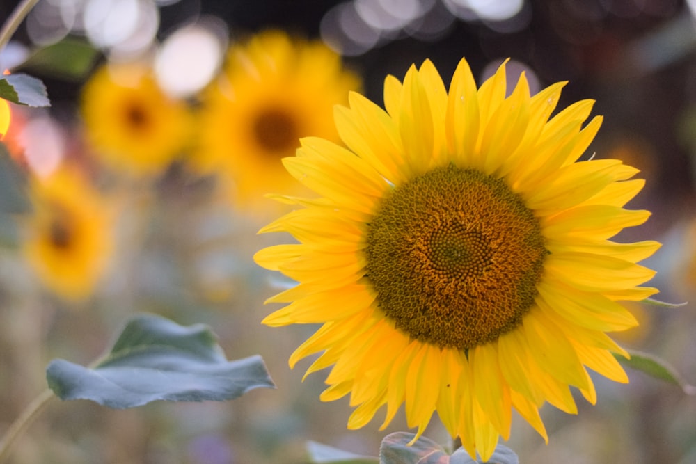 yellow sunflower in close up photography