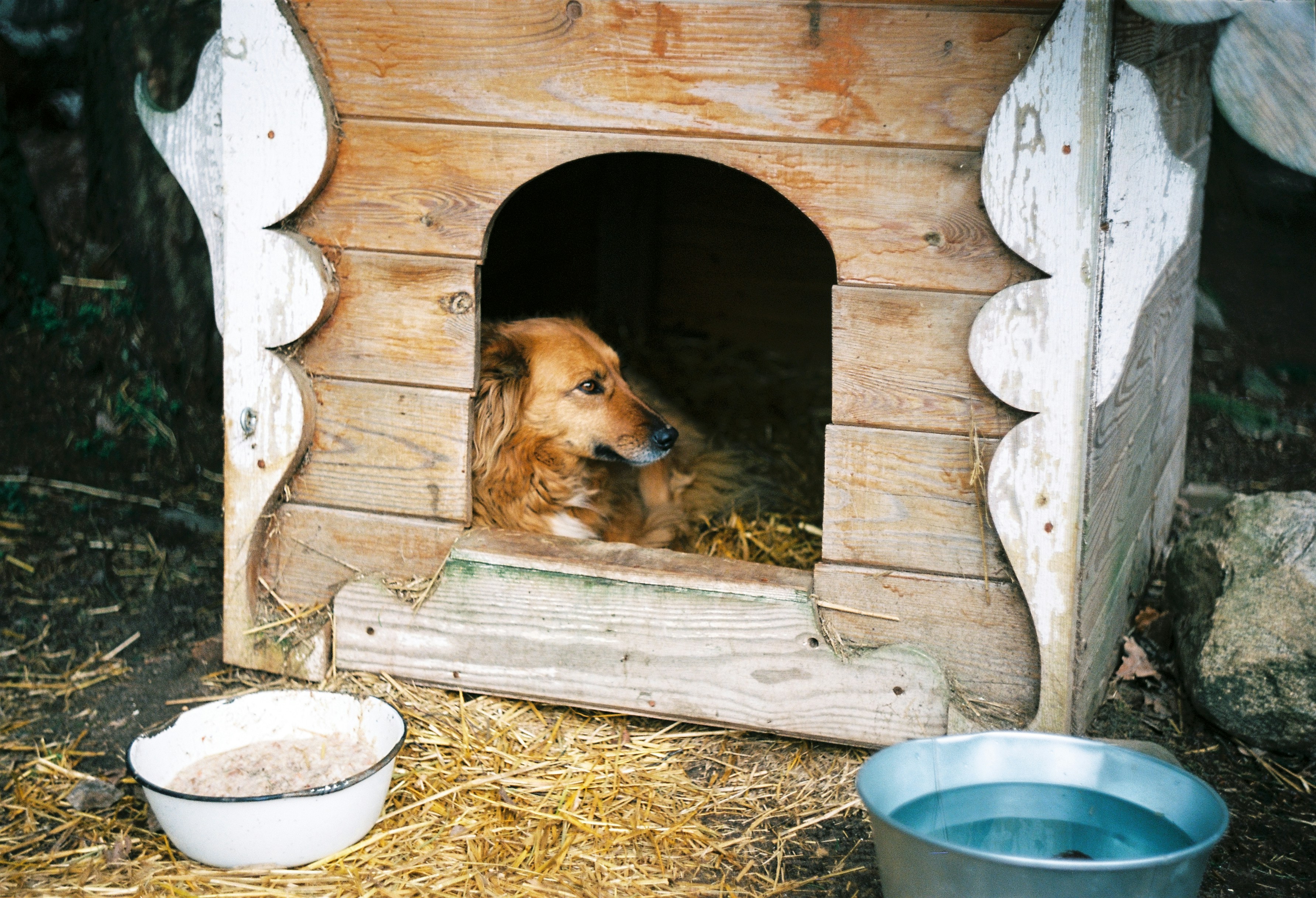 Best Large Dog Houses