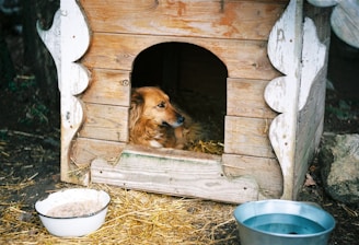 brown long coated dog in brown wooden pet cage