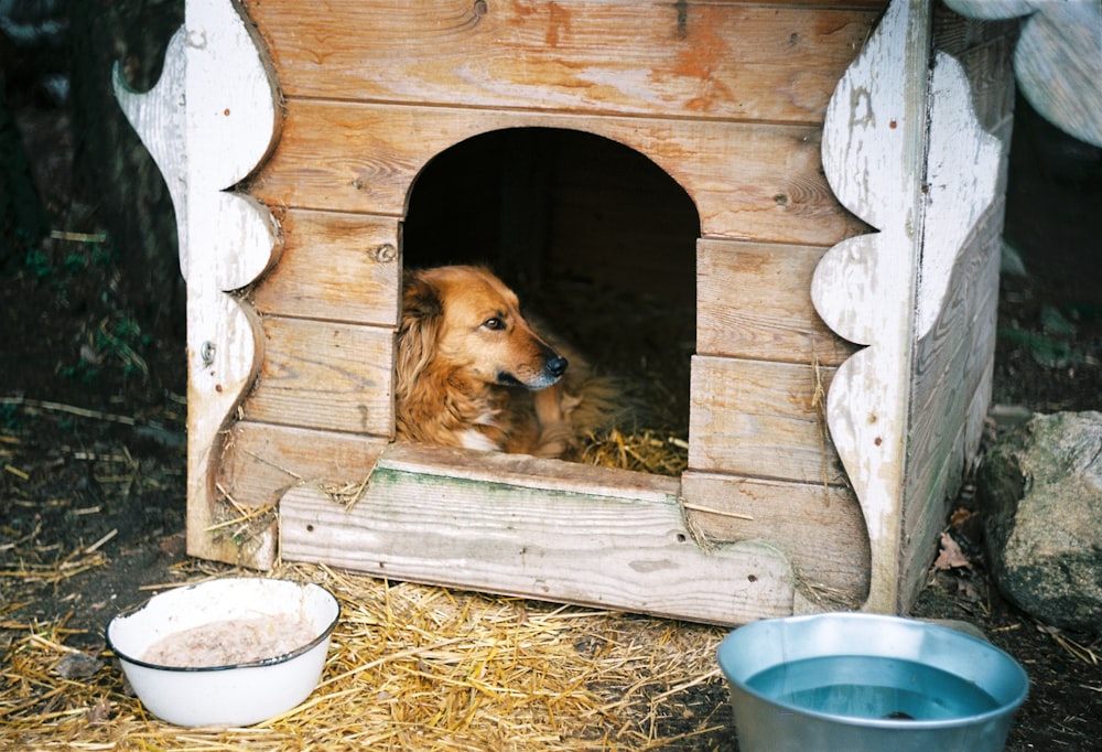 A brown long coated dog in brown wooden pet cage