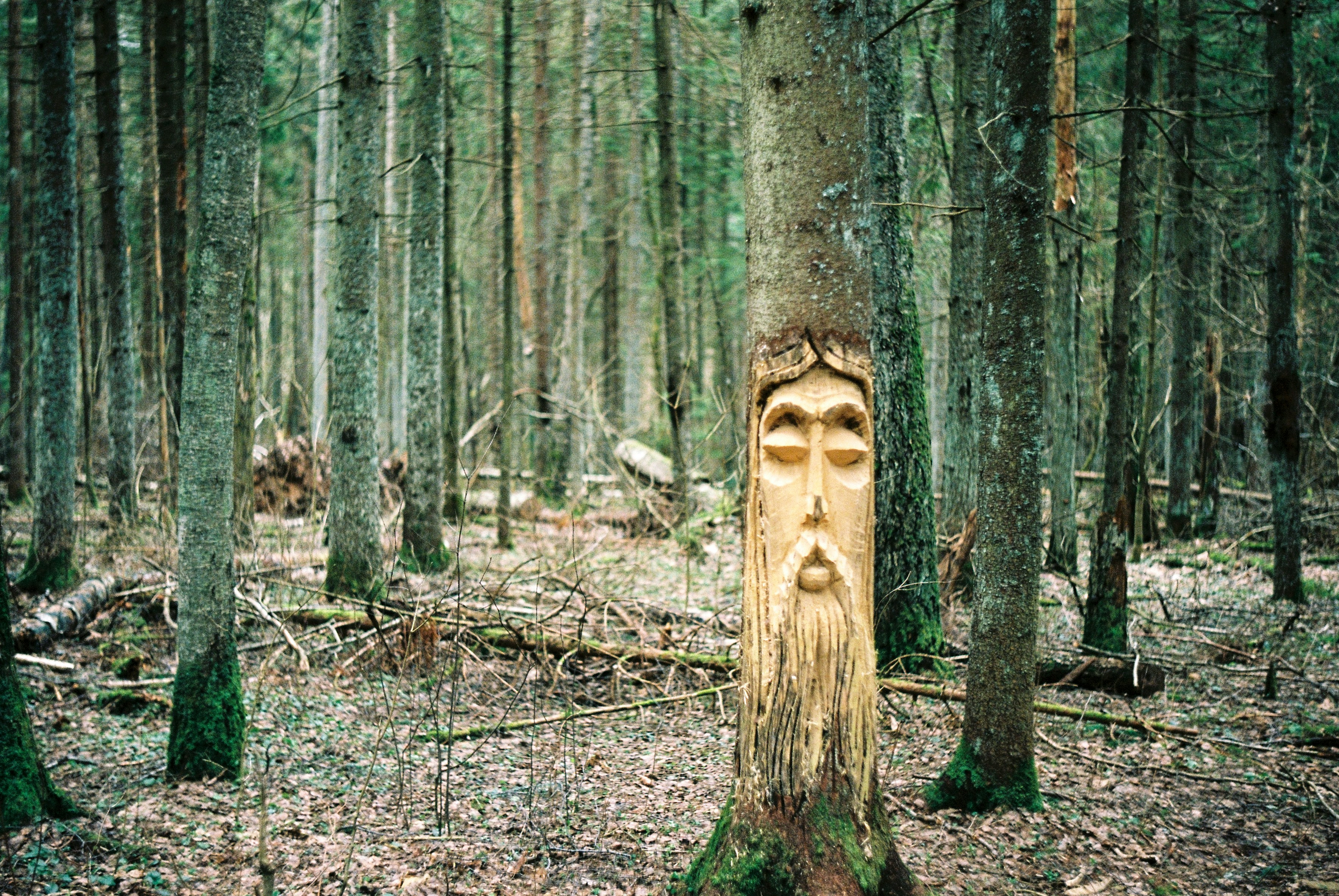 숲이 울창해지는 꿈 해석과 다양한 꿈풀이