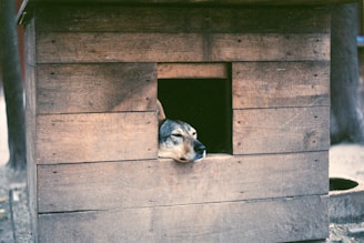 black and white short coated dog lying on brown wooden floor