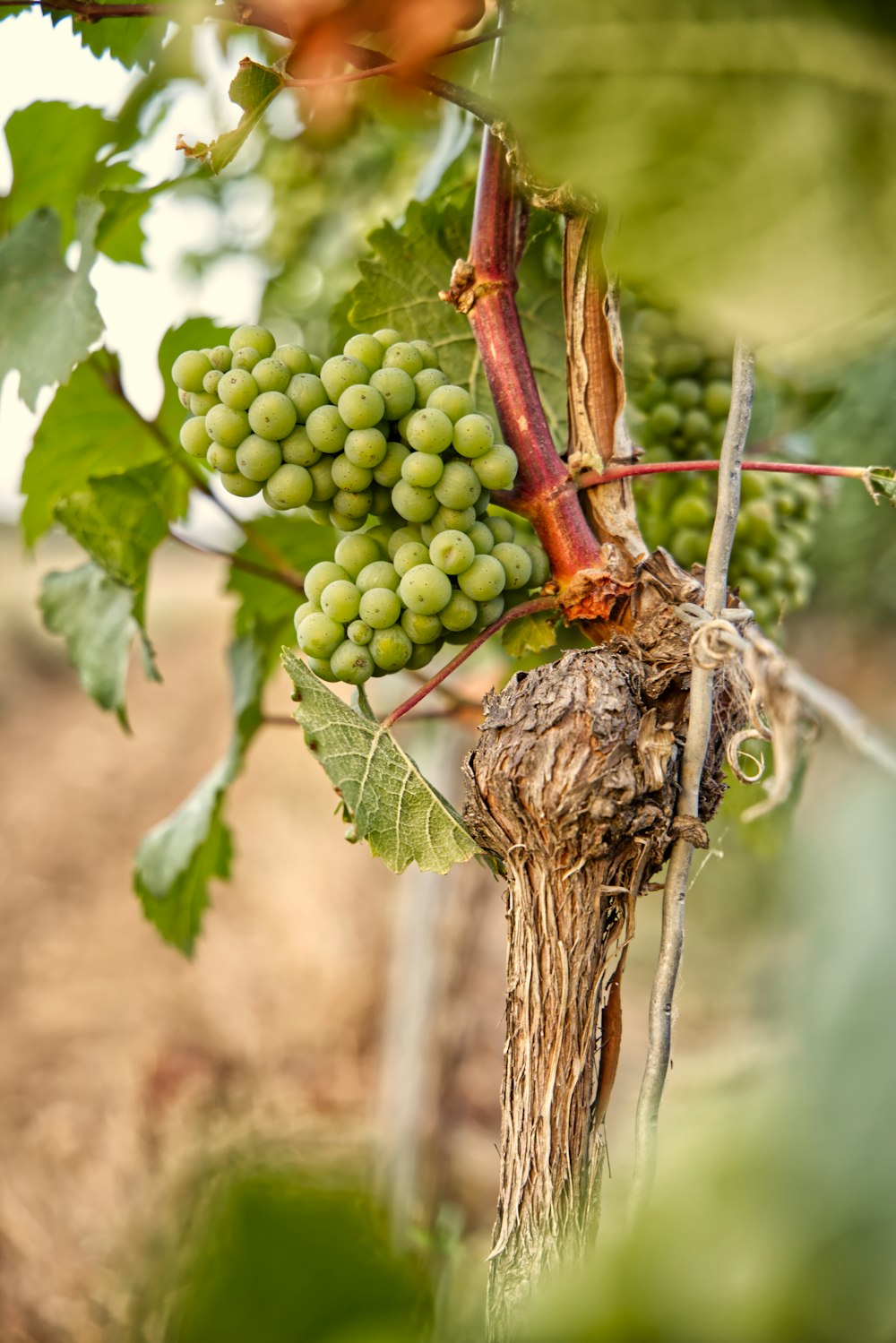 fruta redonda verde no caule marrom