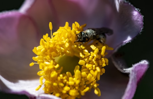 Close-up of a honeybee gathering nectar on a vibrant wildflower in the Bieszczady mountains.