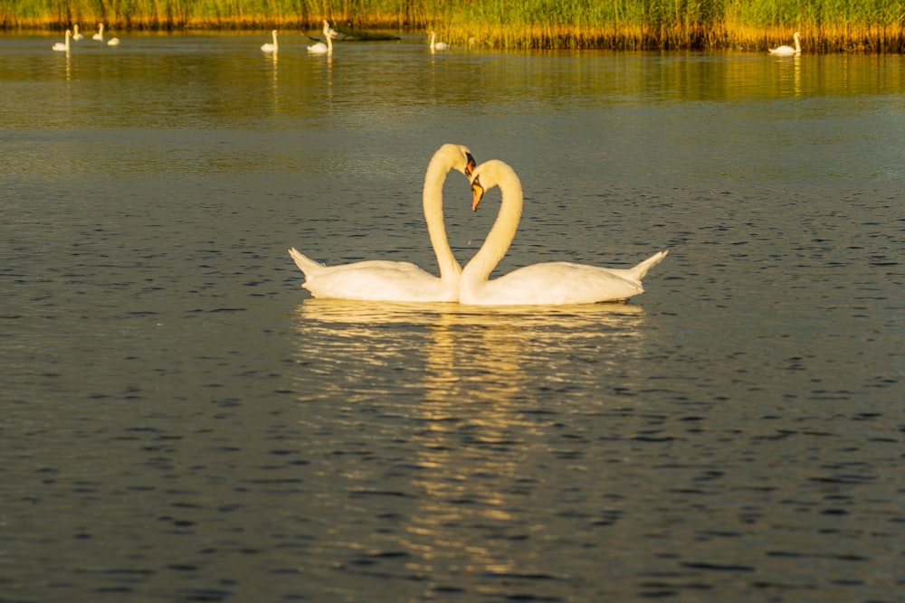 white swan on water during daytime