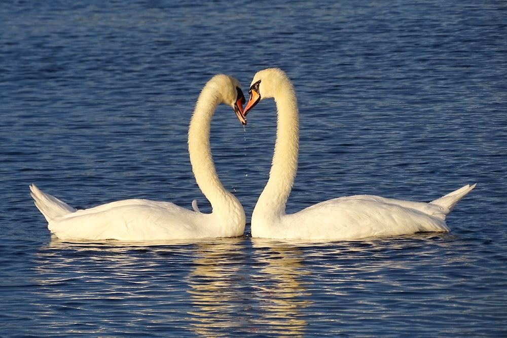 white swan on water during daytime