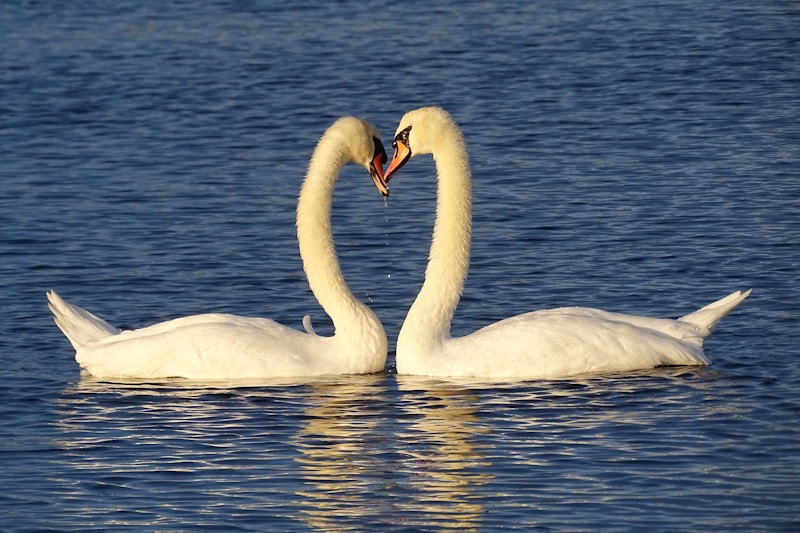 Cisne elegante en lago