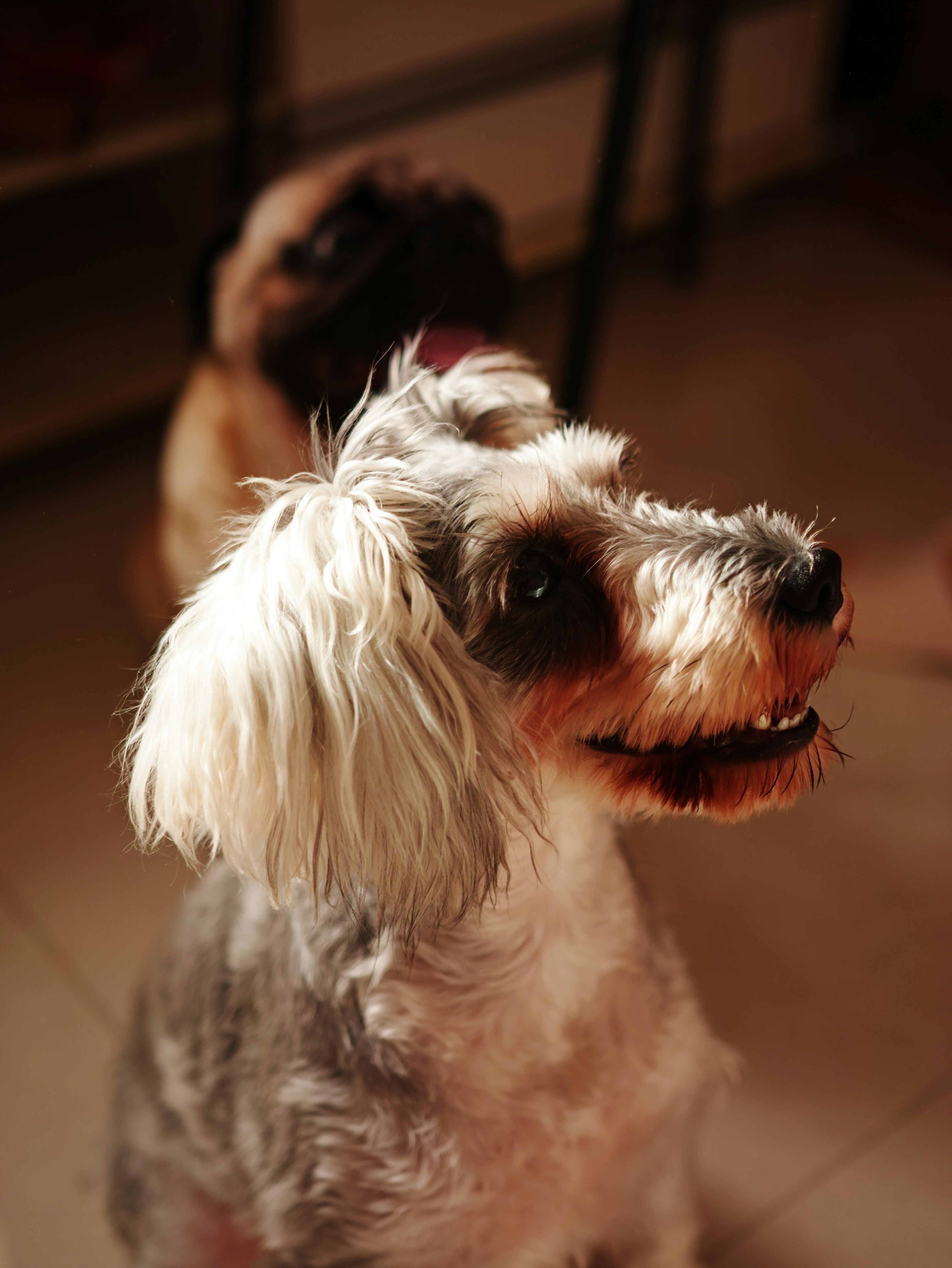 Salon za pse Zagrebački duhek