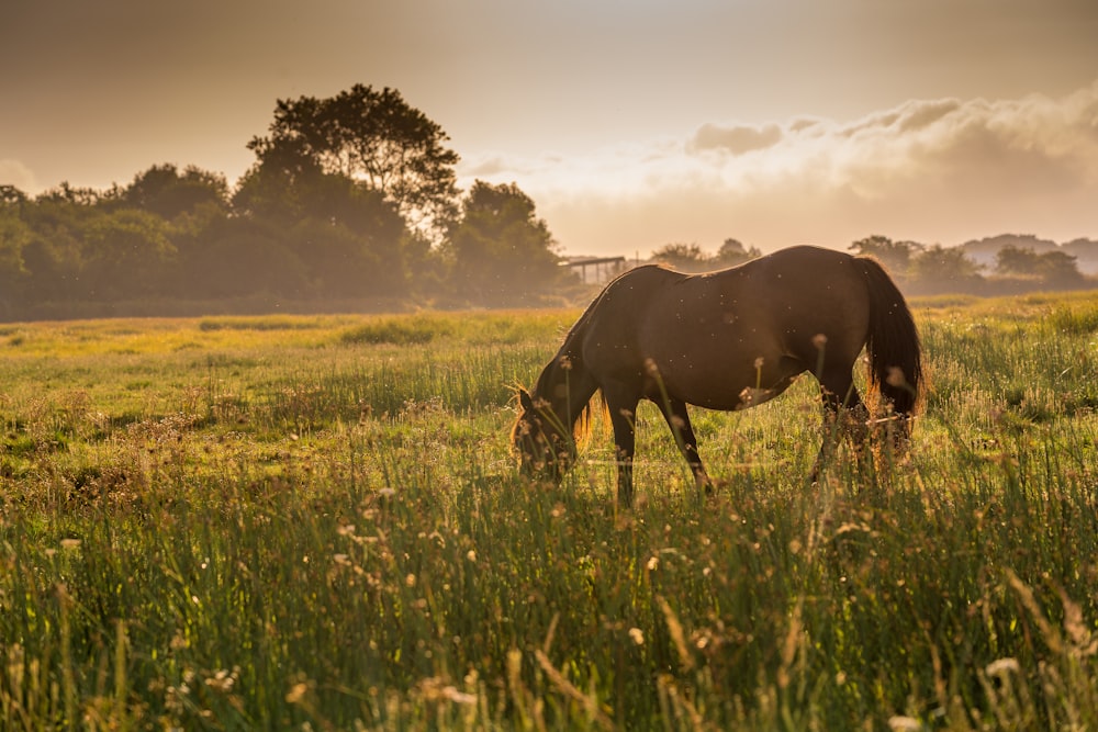 brown horse on green grass field during daytime