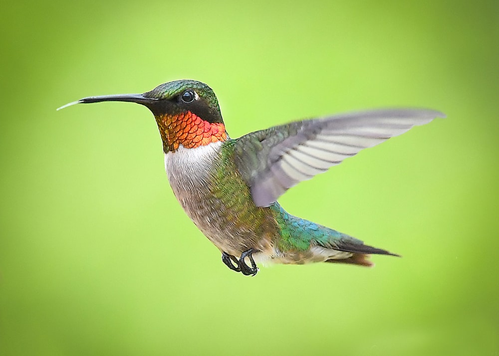 green and brown humming bird flying