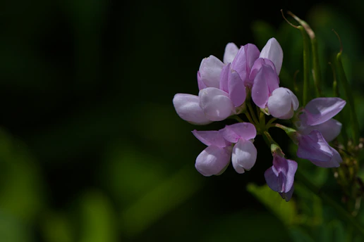 A delicate beige-gold flower petal softly resting on a cotton candy pink background, symbolizing natural beauty and gentle care.