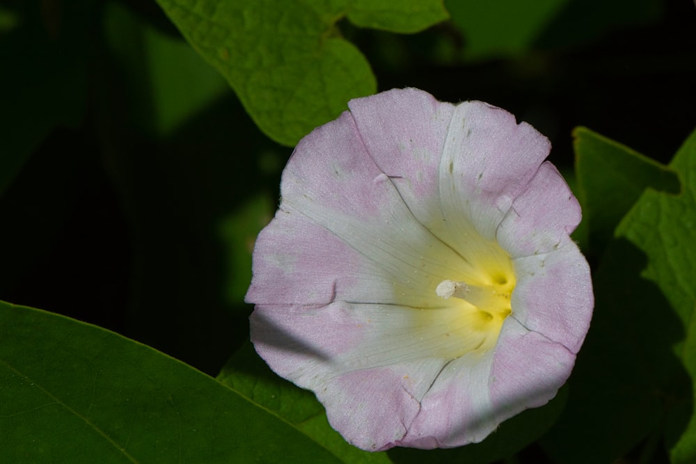 rosa und gelbe Blume in Makroaufnahme