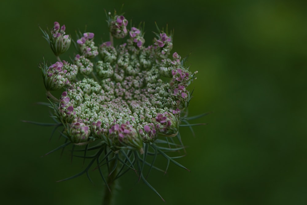 purple flowers in tilt shift lens