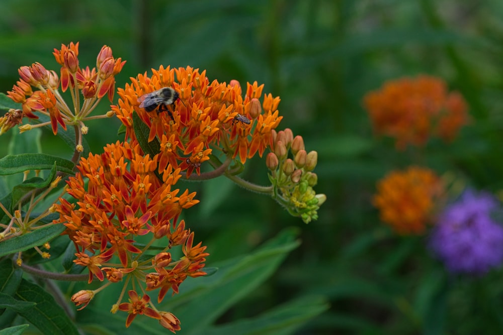 black and yellow bee on orange flower