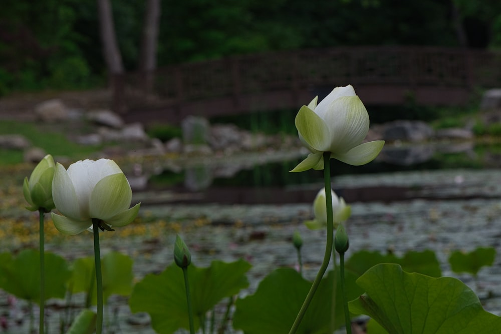 fiore di loto bianco in fiore durante il giorno