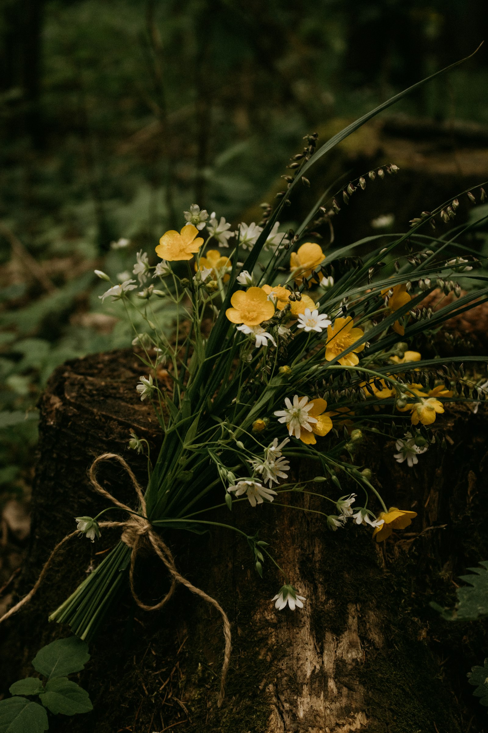 Canon EOS 77D (EOS 9000D / EOS 770D) + Canon EF-S 18-55mm F3.5-5.6 IS STM sample photo. Yellow flowers on brown photography