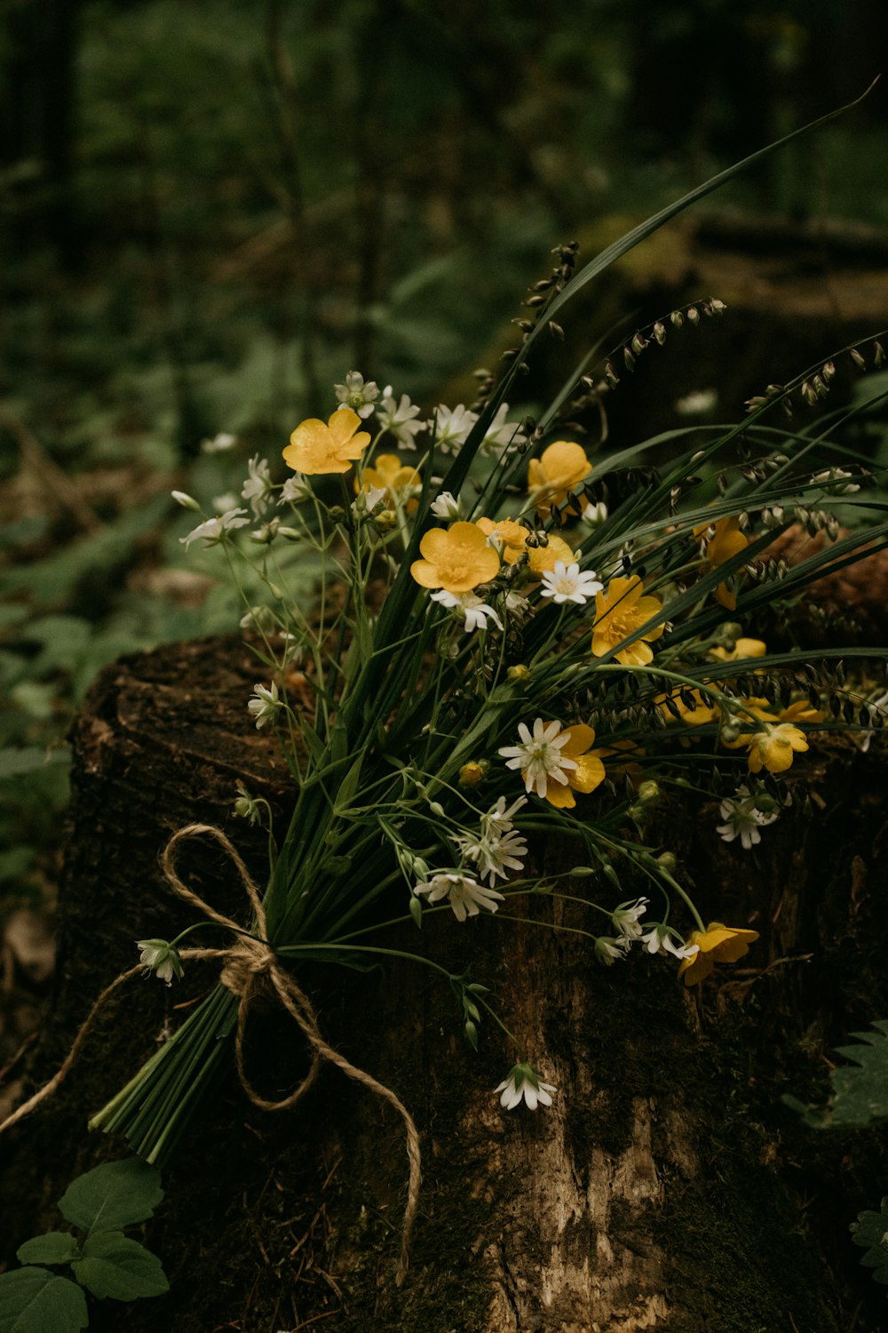 yellow flowers on brown tree trunk