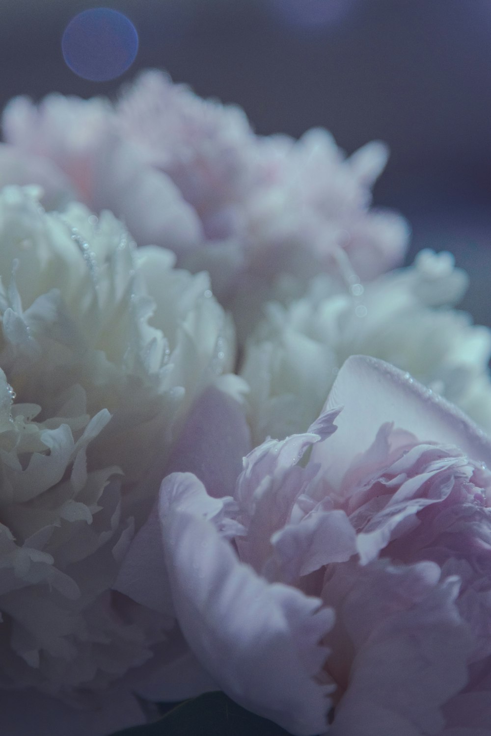 white and pink flower petals