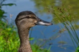 A close-up of a farmer feeding ducks at a pond.