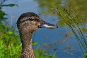 A close-up of a farmer feeding ducks at a pond.