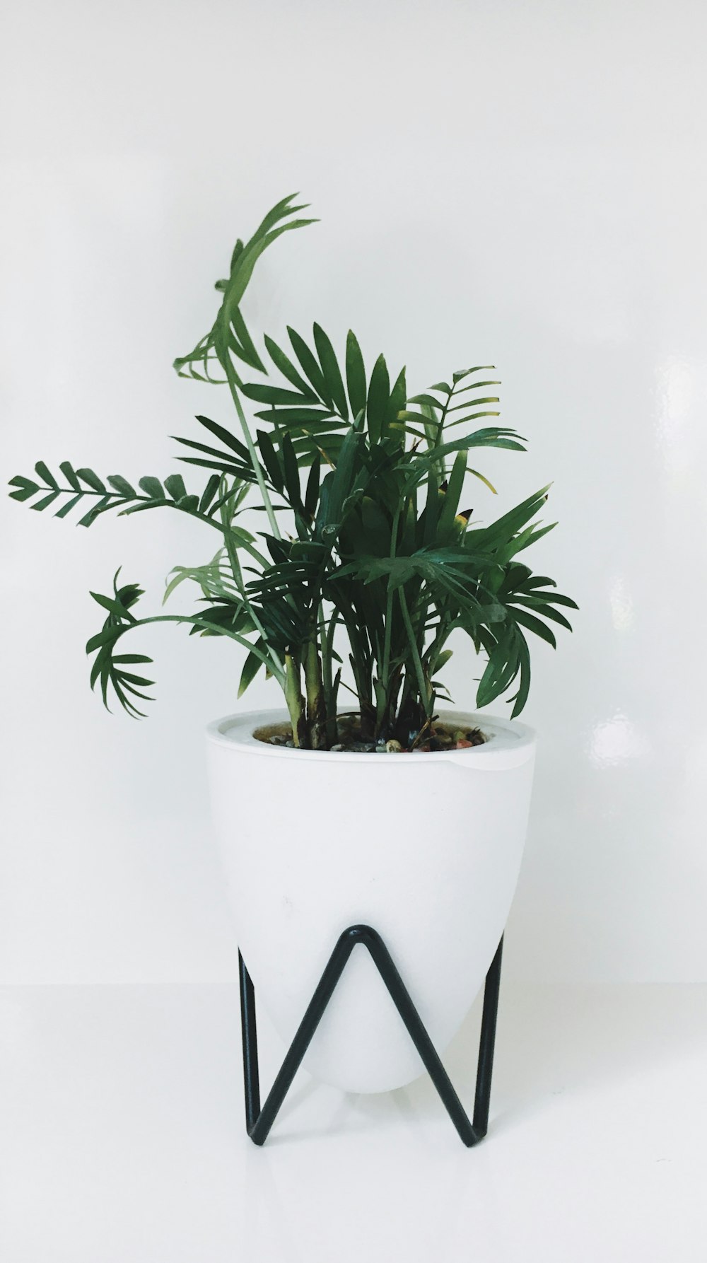 green plant on white ceramic pot