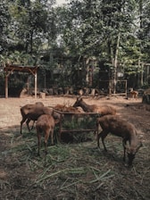 Several deer are gathered around a feeding area in a forested enclosure. The background is filled with lush trees and greenery, creating a serene and natural environment.