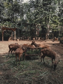 Several deer are gathered around a feeding area in a forested enclosure. The background is filled with lush trees and greenery, creating a serene and natural environment.
