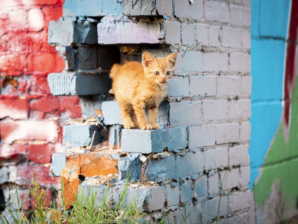 灰色のコンクリートの壁にオレンジ色のぶち猫