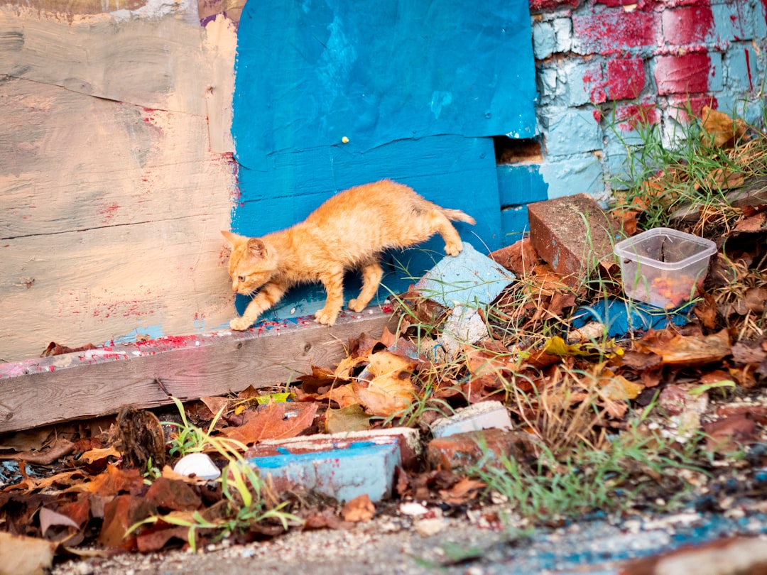 orange cat on blue concrete wall during daytime