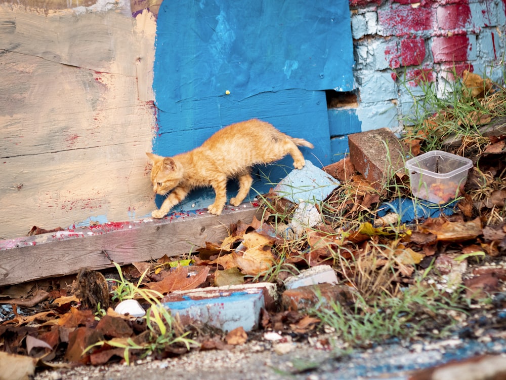 昼間の青いコンクリートの壁にオレンジ色の猫