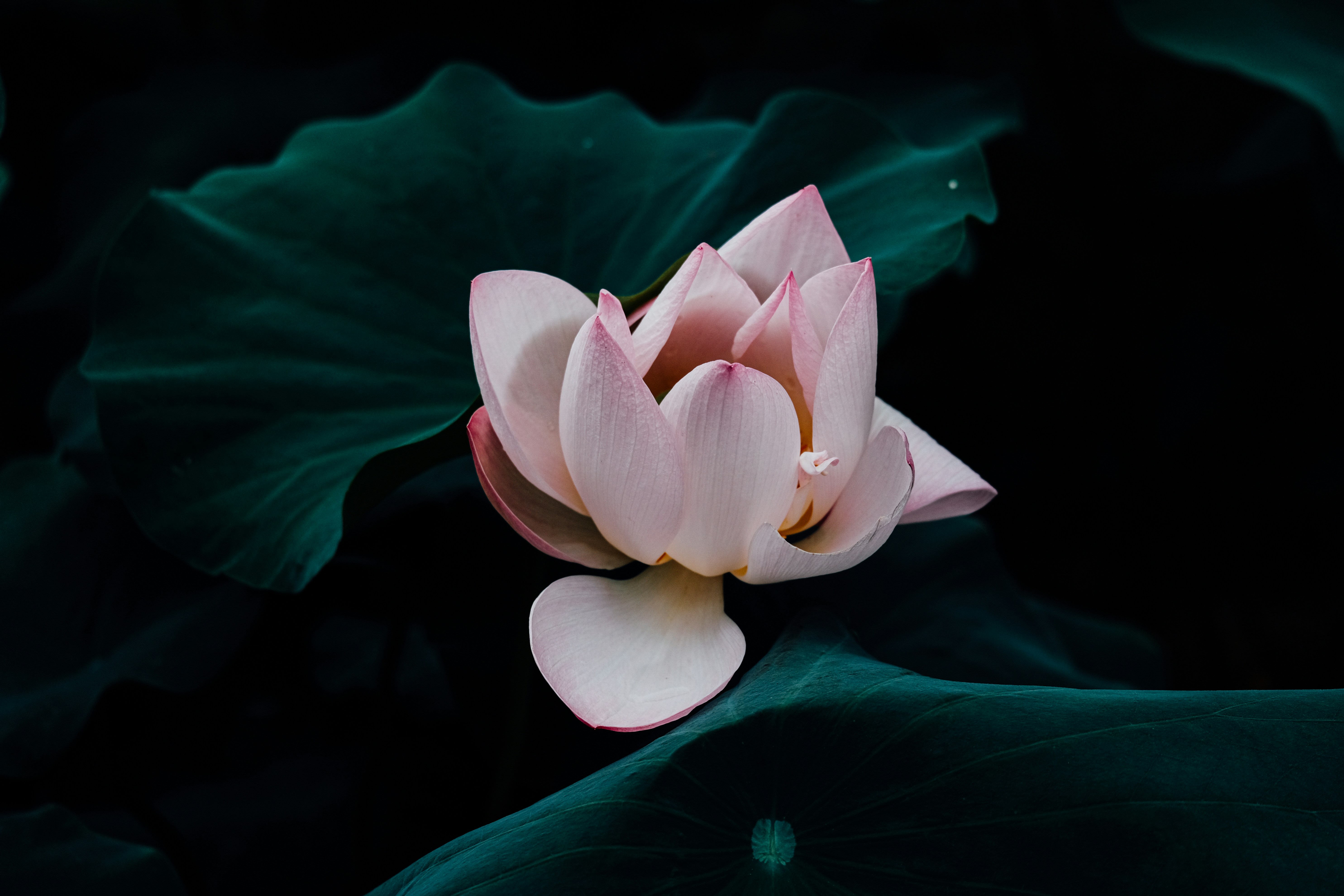 Photo by chriszhang0806