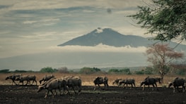 A herd of buffalos walking along a dirt path under a clear blue sky.
