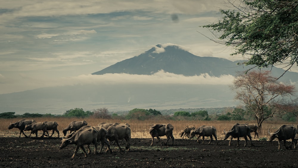 manada de elefante no campo verde da grama durante o dia