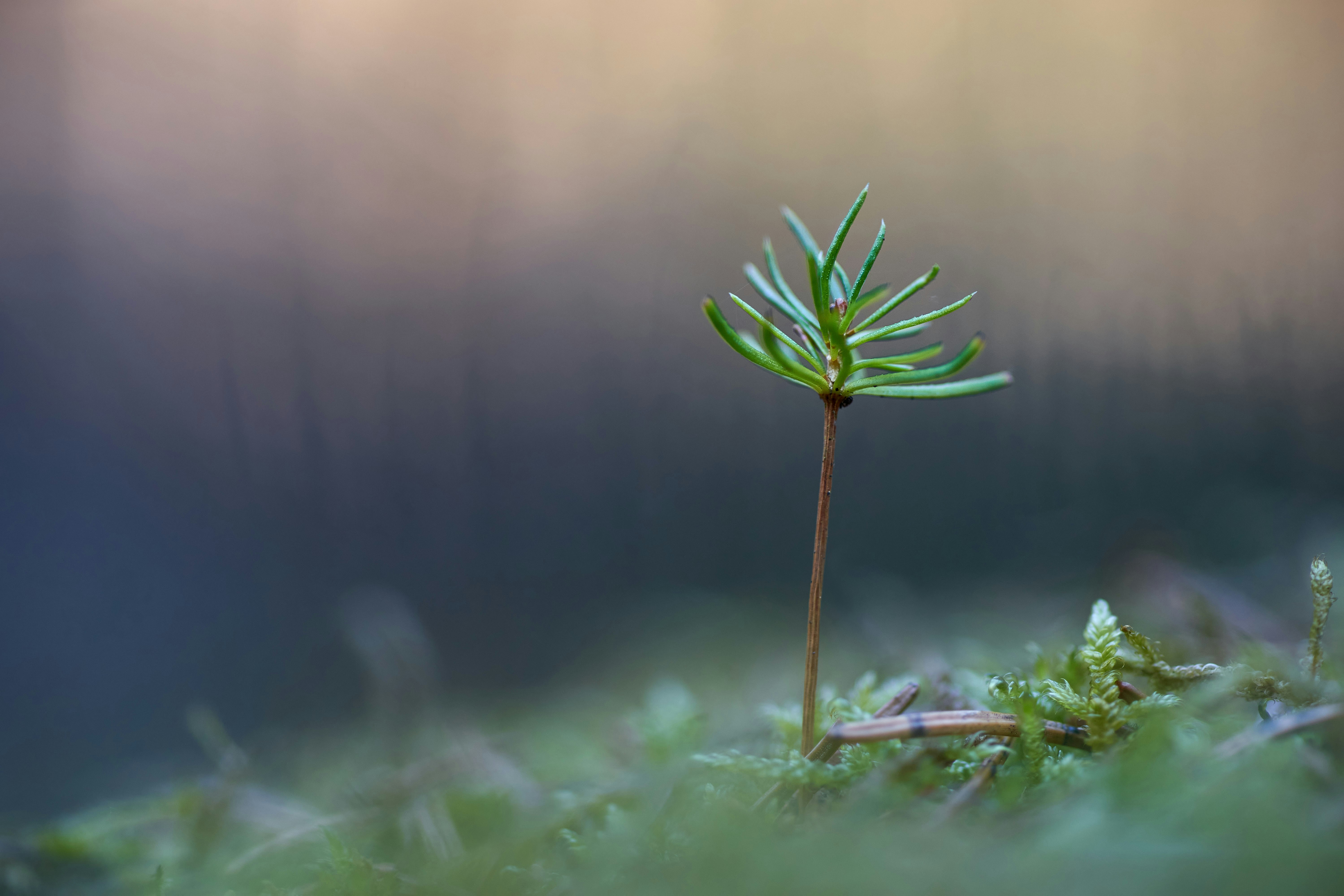 Photo by wolfgang_hasselmann