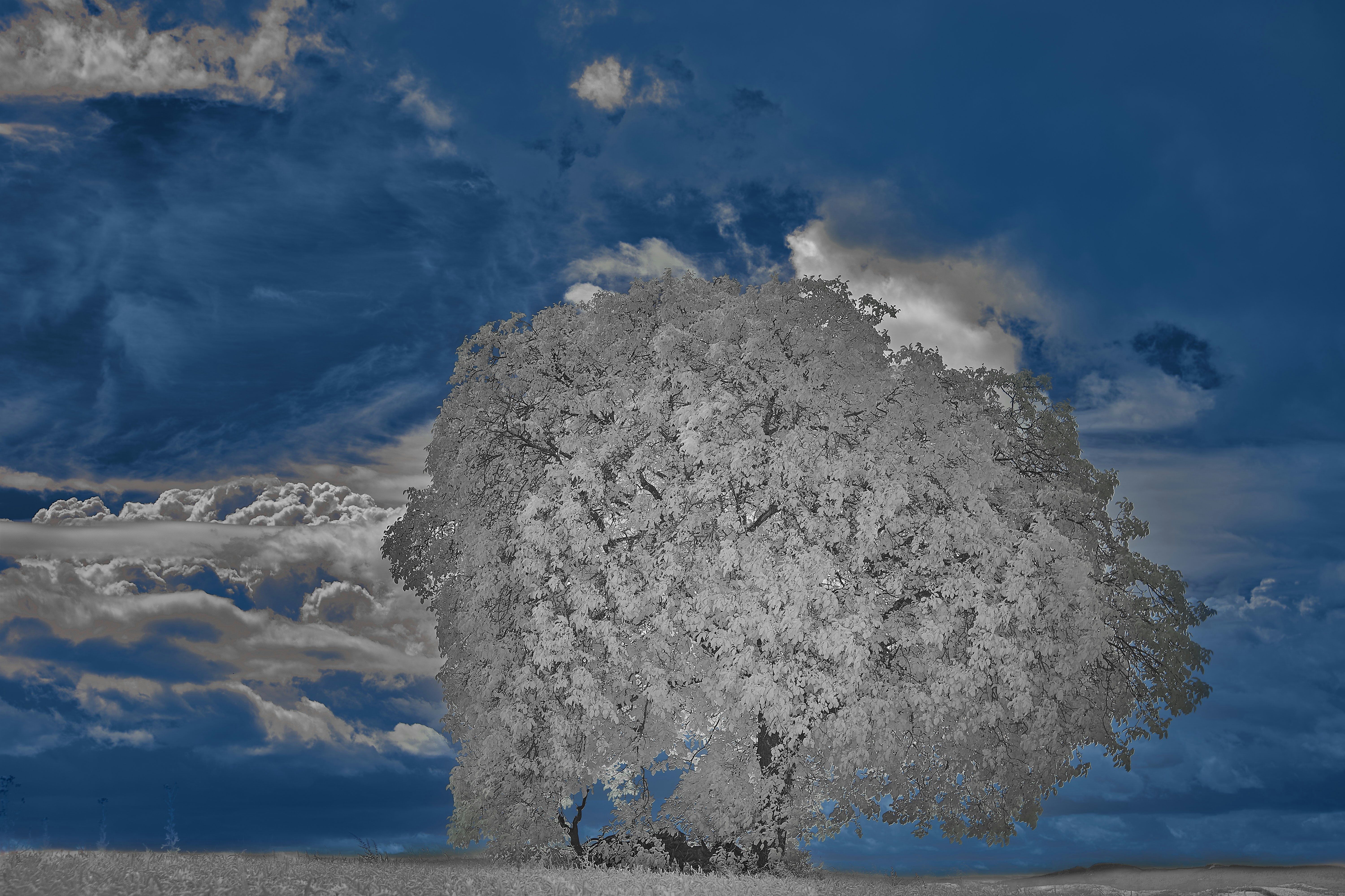 Photo by wolfgang_hasselmann