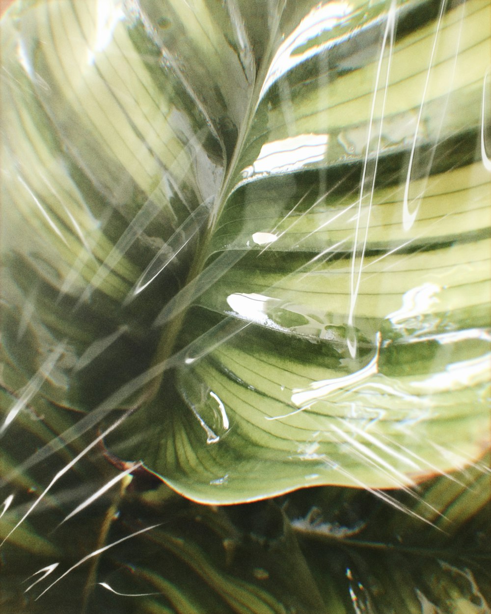 green and white leaf plant