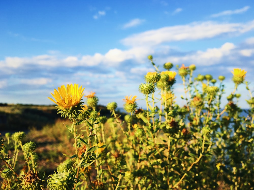 fiore giallo sotto il cielo blu durante il giorno