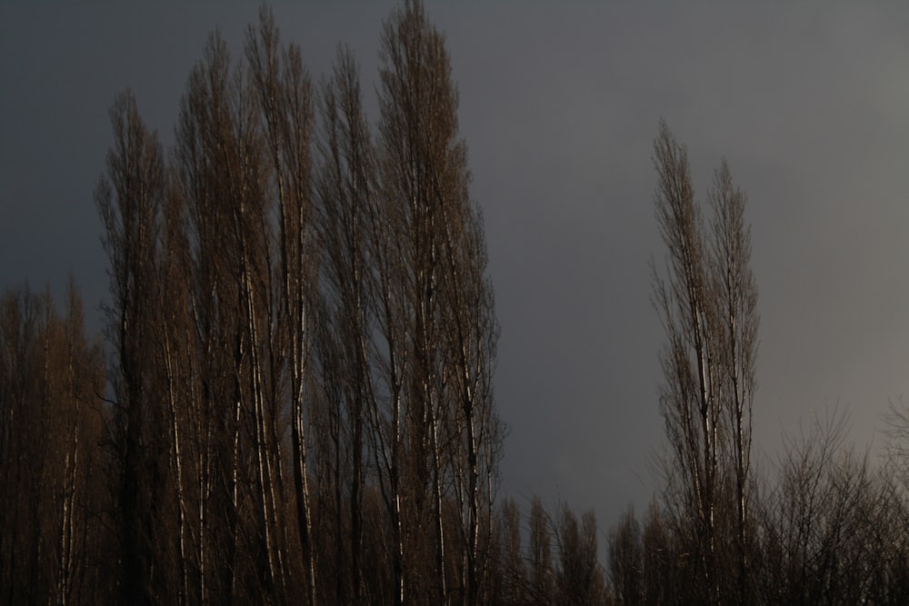 bare trees under gray sky