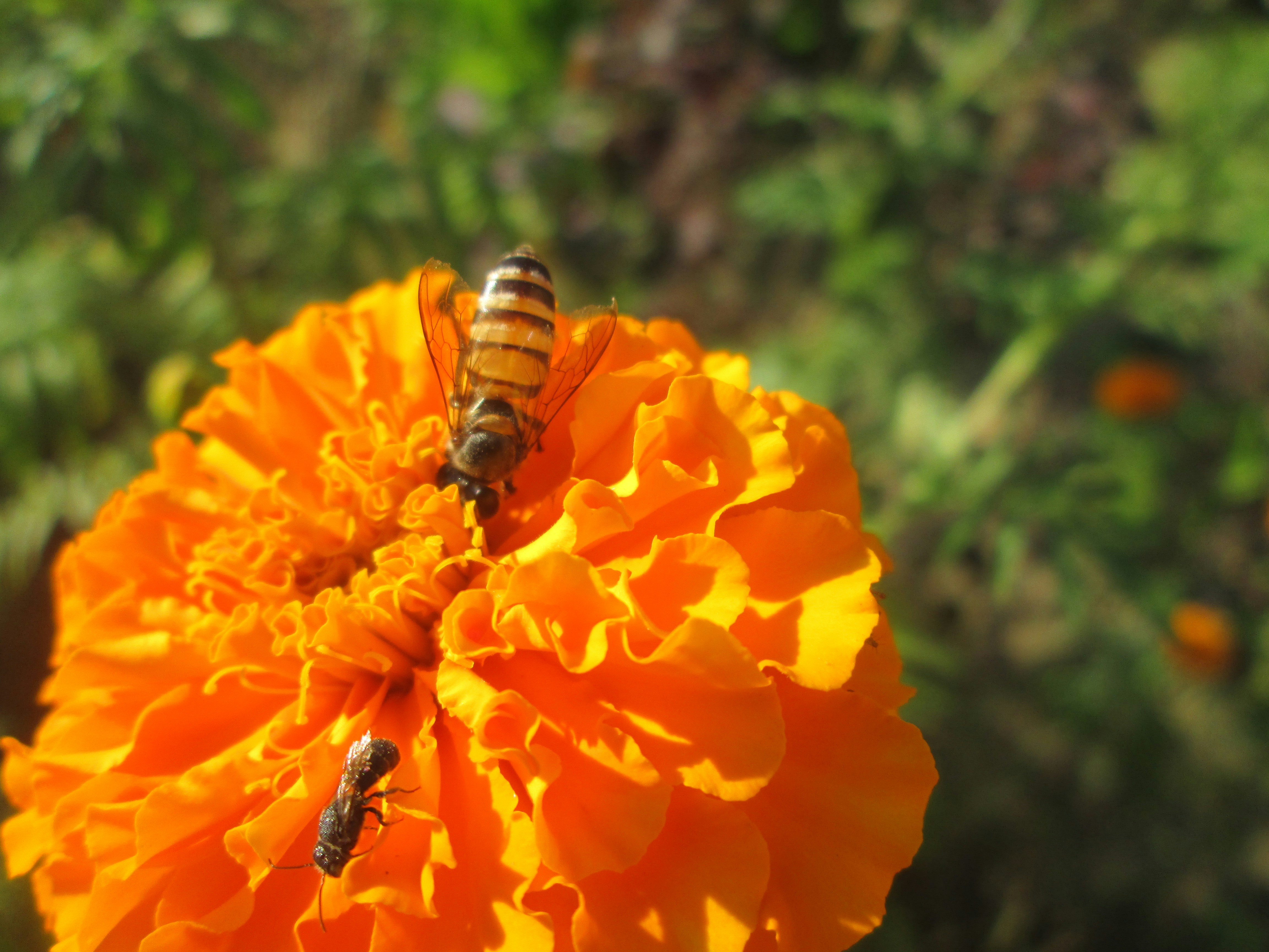 Photo by suchibrata12